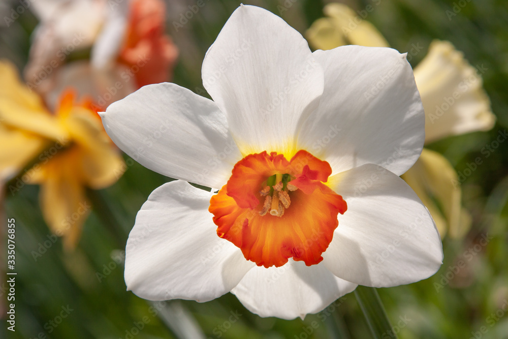 White daffodil rimmed ruffle White daffodil rimmed ruffle