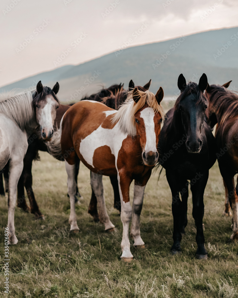 herd of horses