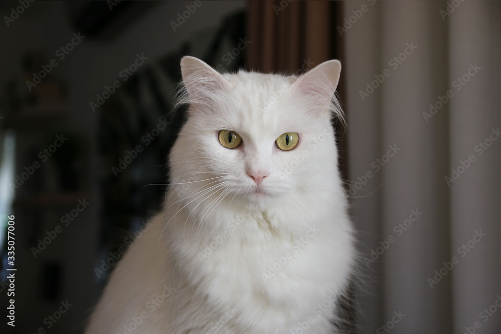 portrait of a white angora cat