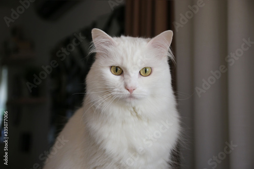 Wallpaper Mural portrait of a white angora cat Torontodigital.ca