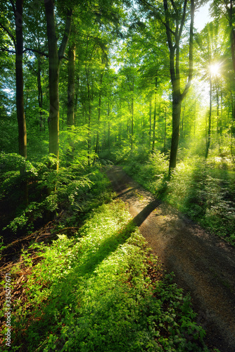 Fototapeta Naklejka Na Ścianę i Meble -  Sun rays create a vibrant green scenery of light and shadows on a forest path 