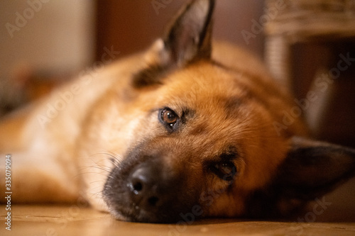 Dog