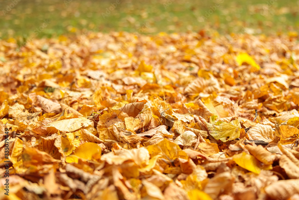 Fallen yellow dry leaves on the ground. Background for design and inscription Fallen yellow dry leaves on the ground. Background for design and inscription
