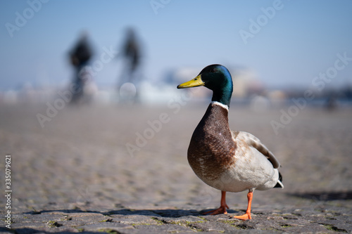 Duck