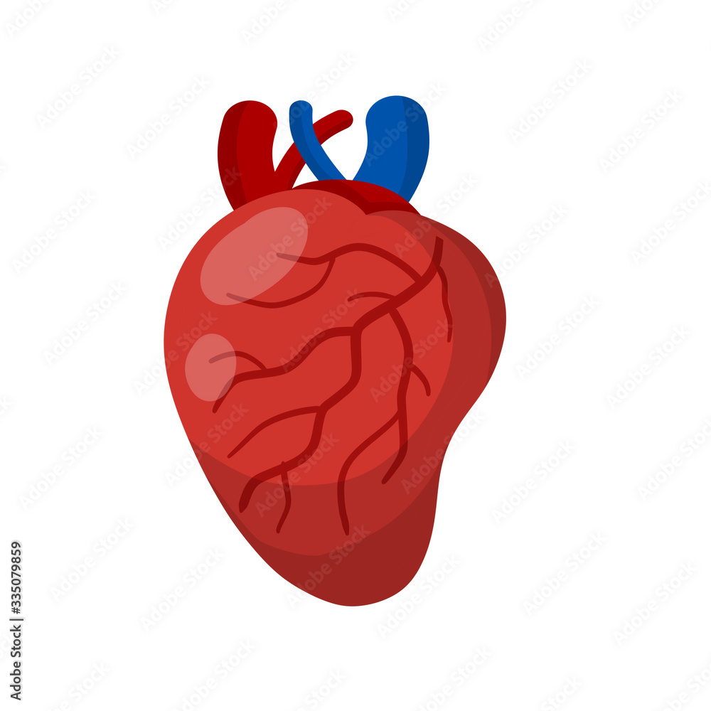 Heart. Human internal organ. Medicine and cardiology. Pumping blood