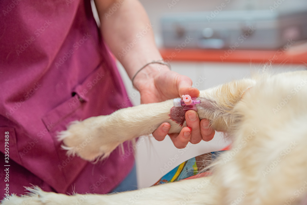 introduction of a cannula for blood collection into the dog's paw introduction of a cannula for blood collection into the dog's paw