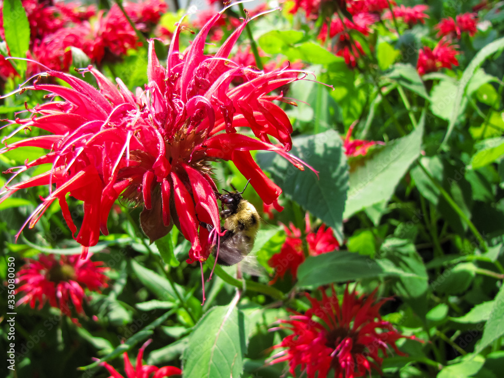 Red Bee Balm with Bee Red Bee Balm with Bee