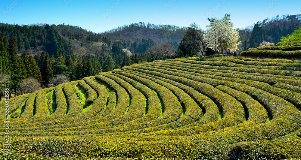 Boseong Green Tea fields. Special tea produced in Bodsung district in Jeolla province, and well known for great quality. Boseong County is the largest tea-producing area in South Korea. 04-08-2017 Boseong Green Tea fields. Special tea produced in Bodsung district in Jeolla province, and well known for great quality. Boseong County is the largest tea-producing area in South Korea. 04-08-2017