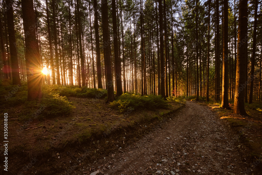 Fototapeta premium Sonnenuntergang im Wald
