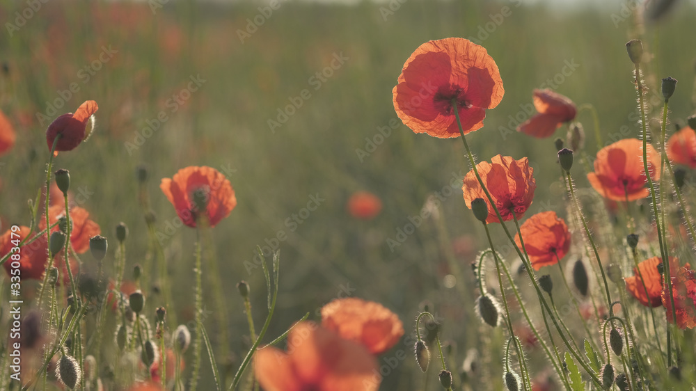 Obraz premium Spring meadow with red poppies at sunrise. Beautiful natural spring background