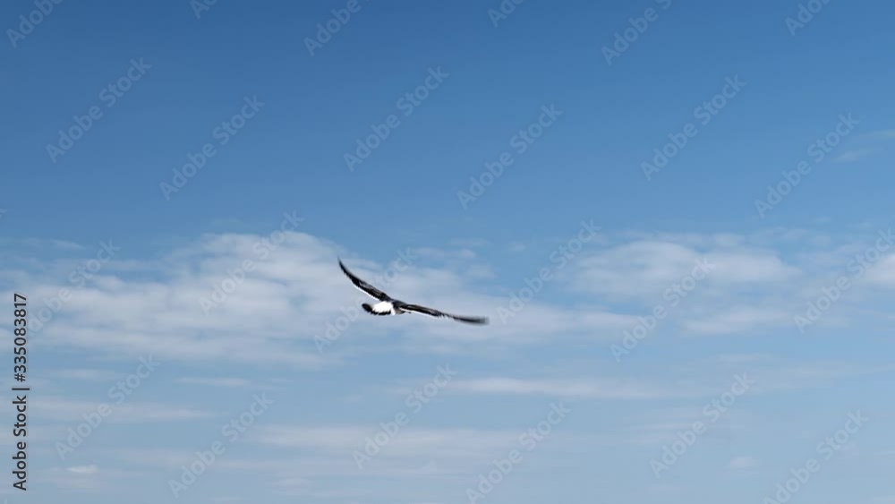 Seagull flying agaist a blue sky and white cloud background, with wings flapping and also soaring. Hand held slow motion clip of a single gull. Seagull flying agaist a blue sky and white cloud background, with wings flapping and also soaring. Hand held slow motion clip of a single gull.