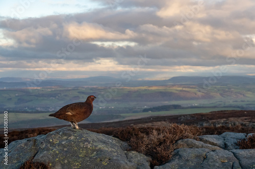 Принти на полотні Red grouse admiring the view