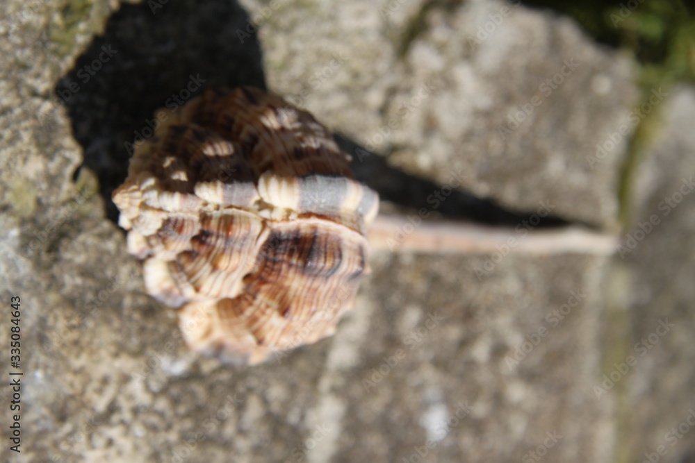 Murex tropical pacific ocean shell gastropod Murex tropical pacific ocean shell gastropod