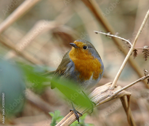 Robin in leaves