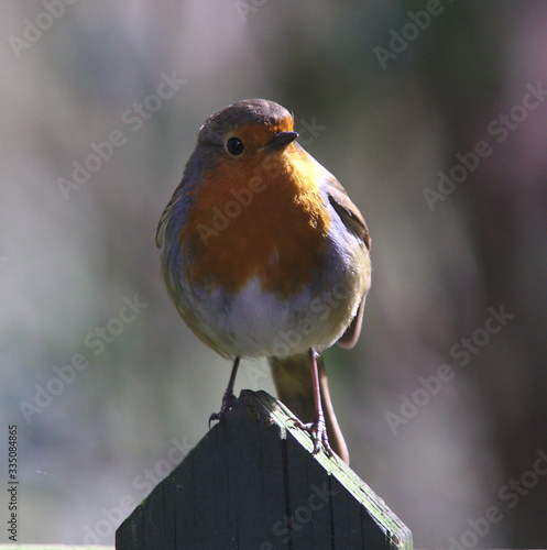 Robin of a fence