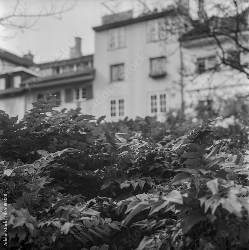 Leaves in a empty park in the middle of Zurich during the Coronavirus lockdown shot with black and white analogue technique