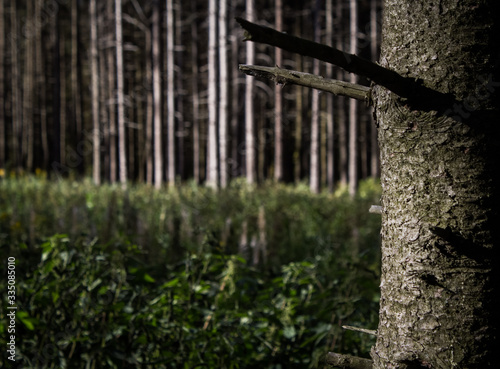 In the woods. Tula region. The village of Yasnaya Polyana. photo