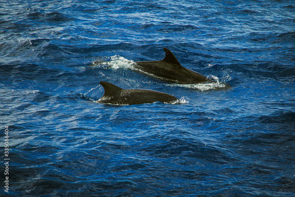 Naklejka premium dolphins at the sea