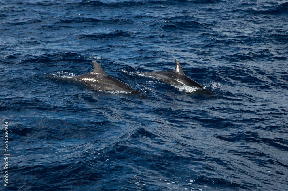 dolphins at the sea dolphins at the sea