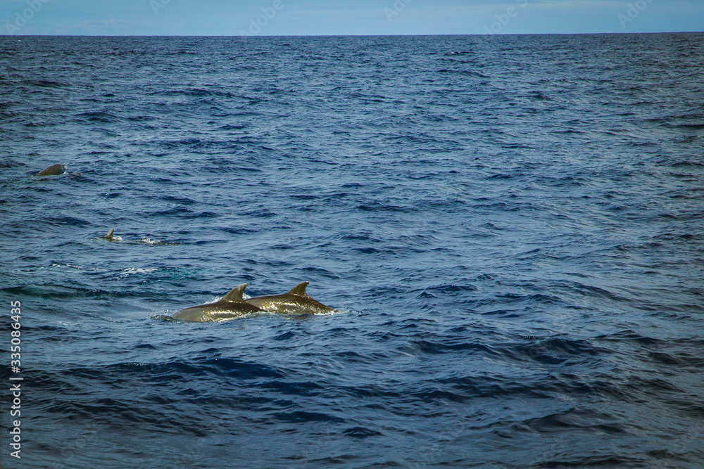 Naklejka premium dolphins at the sea