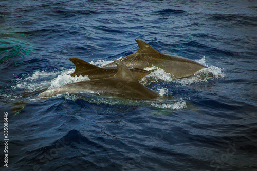 dolphins at la gomera