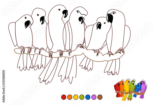 Oiseaux à colorier