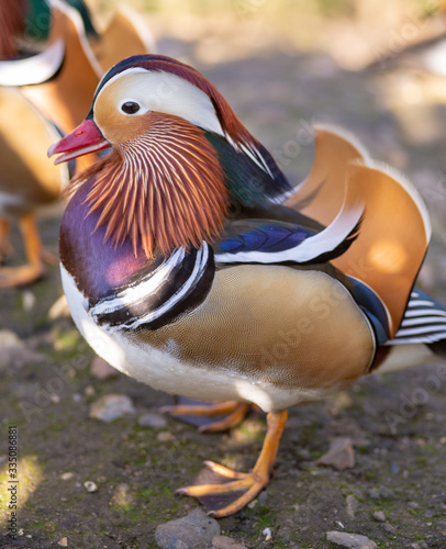close up of colourful mandarin duck