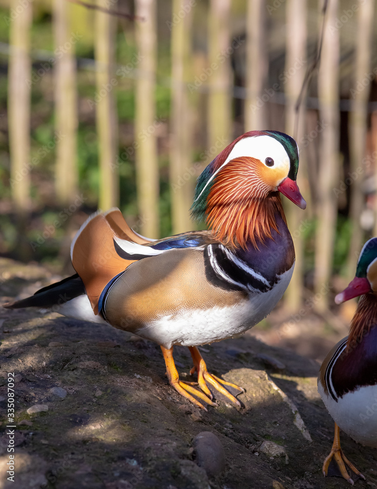 Side view of mandarin duck Side view of mandarin duck