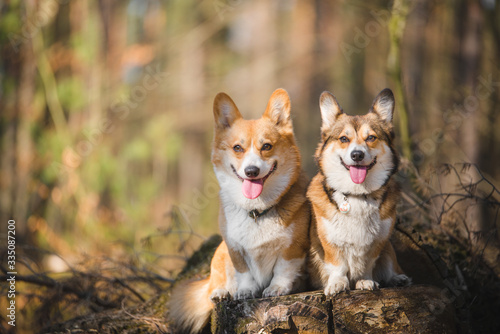 Two welsh corgi pembroke dogs sitting in the forest, happy and looking to the camera