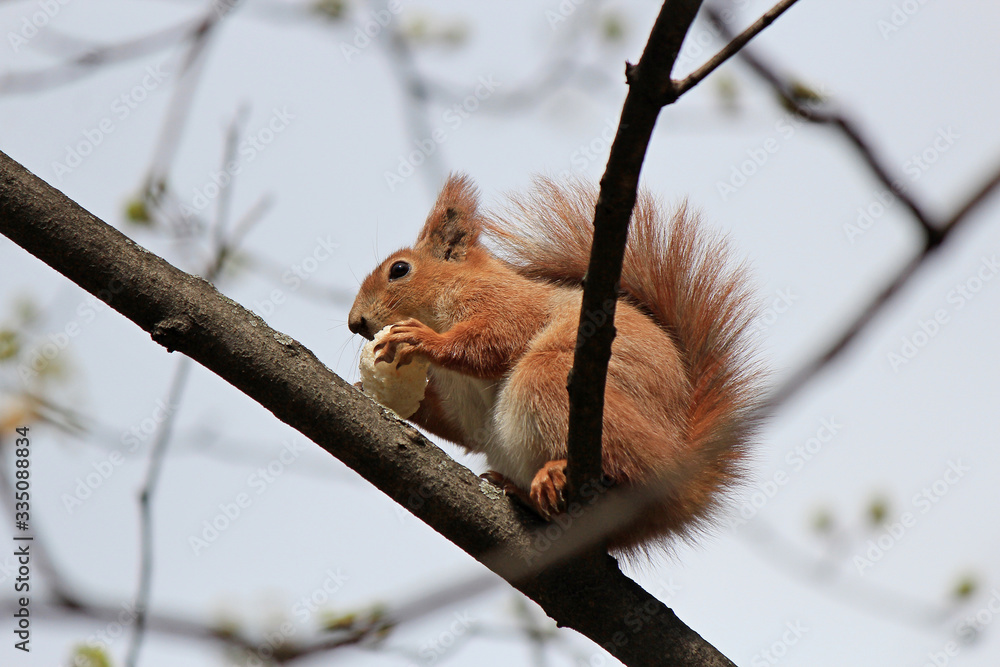 squirrel with an appetite gnaws a delicious cracker squirrel with an appetite gnaws a delicious cracker