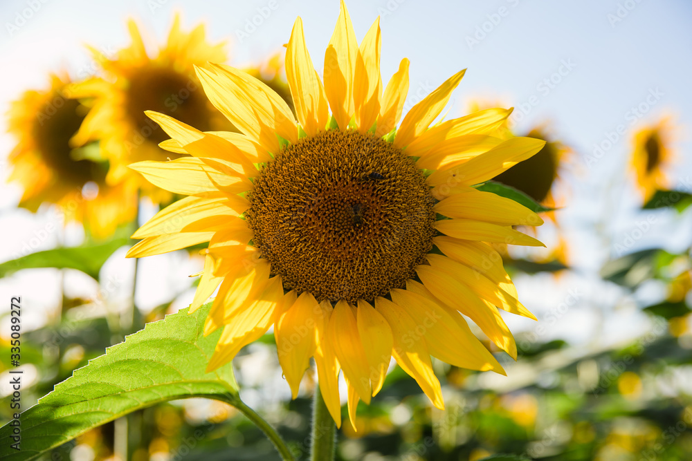 sunflower on the field sunflower on the field