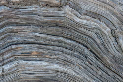 Close up of tree stump texture