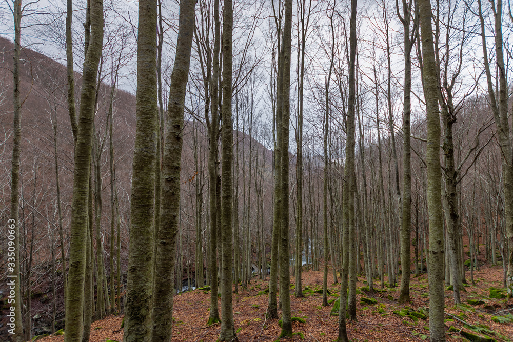 Trees of an autumn forest now without leaves crossed by the Dardagna river Trees of an autumn forest now without leaves crossed by the Dardagna river