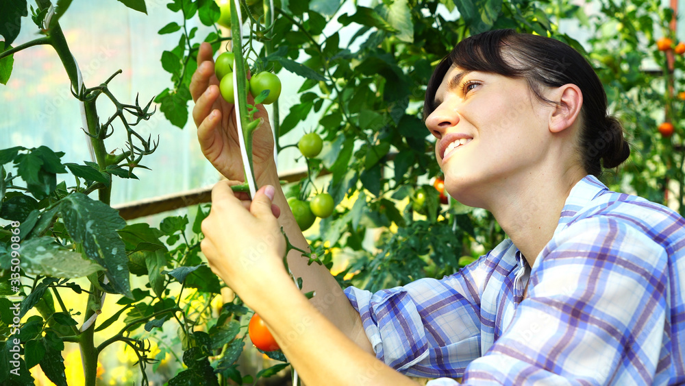 A female farmer checking tomatoes on an organic vegetable farm A female farmer checking tomatoes on an organic vegetable farm