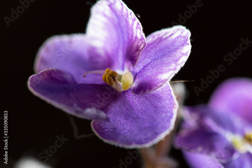 Violet flower on a dark background. Photographed close-up.