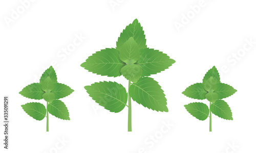 basil tulsi tree leaves