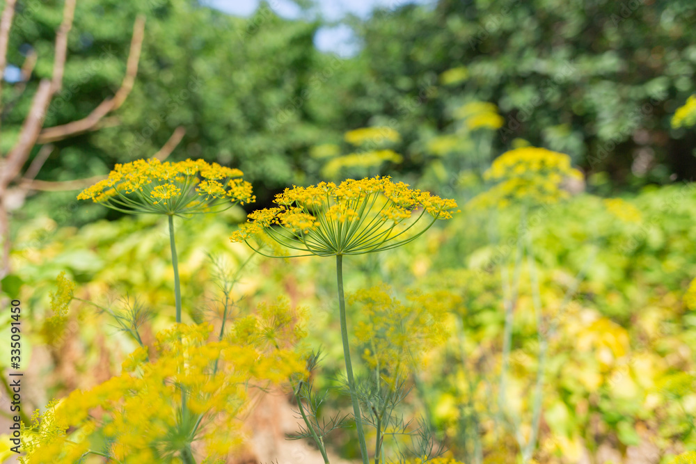 Obraz premium Spices and herbs. Umbrella blooming yellow dill flowers close-up.Vegetation is in the background. Concept of gardening and harvest