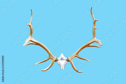 Deer antlers hanging on blue