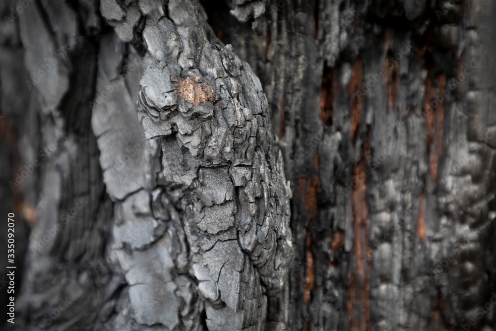 A burnt gum tree from the bush fires in Australia A burnt gum tree from the bush fires in Australia