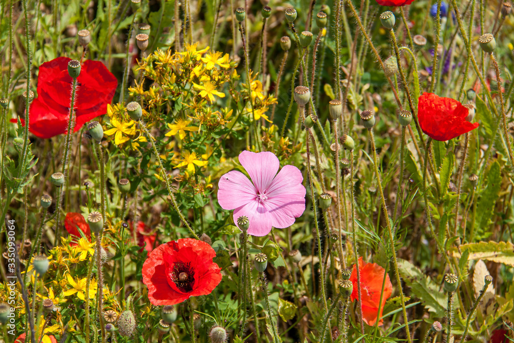 Fototapeta premium Coquelicots dans les champs