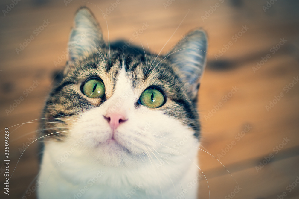 European shorthair cat with a penetrating look and green eyes