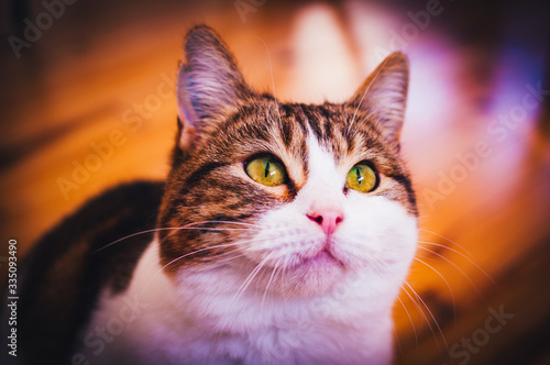 Fototapeta Naklejka Na Ścianę i Meble -  European shorthair cat with a penetrating look and green eyes