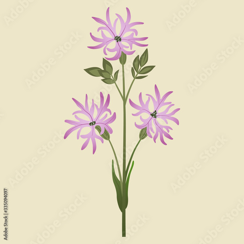 Isolated vector illustration. Branch of Ragged Robin flower. (Lychnis flos-cuculi).	