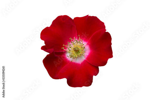 red tea rose isolated on white background
