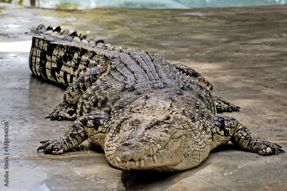 Obraz premium Crocodiles