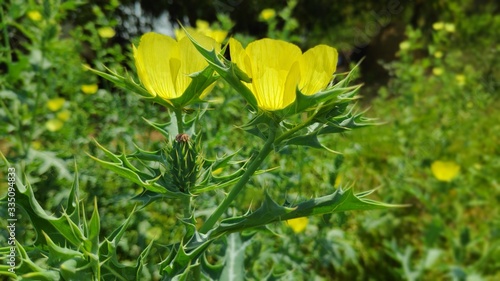 yellow flower in the grass