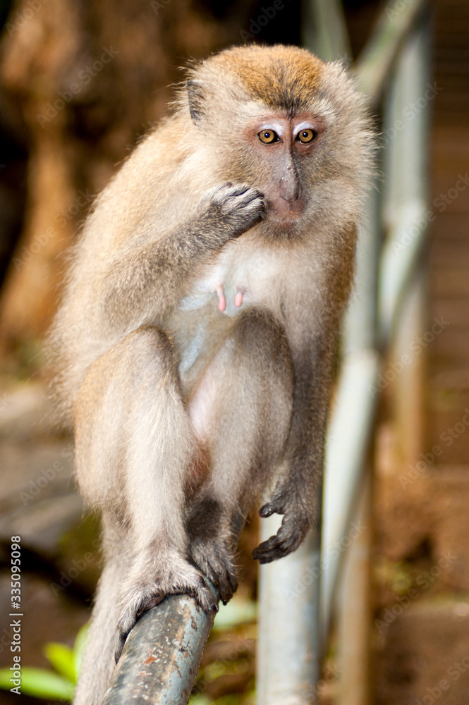 Obraz premium Monkey
