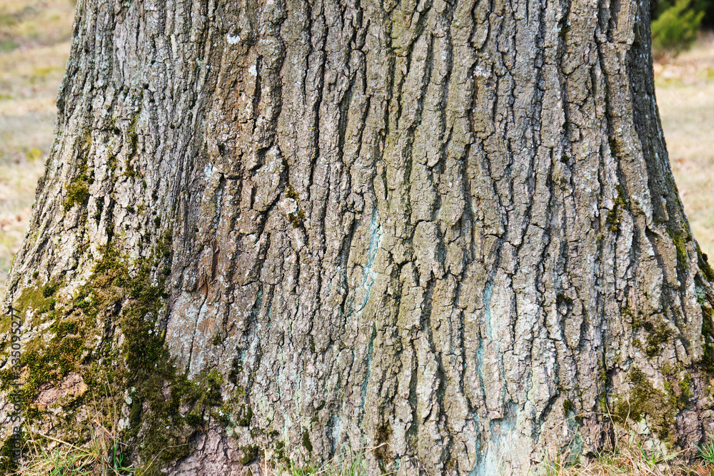 old poplar bark, daylighting, close-up, botanical garden in Minsk, backgrounds and textures, March 2020 old poplar bark, daylighting, close-up, botanical garden in Minsk, backgrounds and textures, March 2020