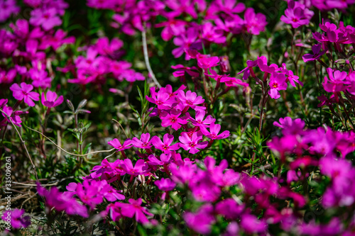 Pink phlox in the spring makes for a great natural ground covering