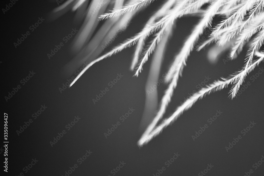 extreme close up of texture of a feather extreme close up of texture of a feather